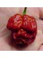 Moruga Akrebi Biber Kurutulmuş Biberin Kendisini Gönderiyoruz +1 Adet ( Trinidad Moruga Scorpion ) 4