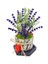 Fragrant Lavanta & Beton Büzgülü Saksıda Canlı Kuru Canlı Bitki Hediye Çiçek Salon Bitkisi 1