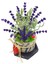 Fragrant Lavanta & Beton Büzgülü Saksıda Canlı Kuru Canlı Bitki Hediye Çiçek Salon Bitkisi 2