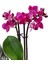 Statue Grey Serisi Phalaenopsis Orkide & Anne Çoçuk Saksıda Orkide Çiçeği Anneye Canlı Bitki 4