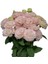 Tacir Depo Katmerli Light Pink Lisianthus Çiçeği Fidesi (10 Adet) 2