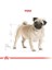 Pug Adult Yetişkin Köpek Maması 1,5 kg 3