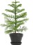 Japon Şemsiyesi (40-60CM)1 Adet Saksılı+Salon Çamı(30-40)Cm 1 Adet Saksılı 3