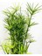 Salon Dekor Bitkisi Japon Şemsiyesi 1 Adet Saksıl (20-40)Cm (Cyperus Alternifolius) 2