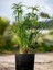 Salon Dekor Bitkisi Japon Şemsiyesi 1 Adet Saksıl (20-40)Cm (Cyperus Alternifolius) 3
