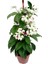 Serada Decor Plant Japon Şemsiyesi (40-60 cm)1 Adet Saksılı+Kızılay Çiçeği 1 Adet Saksılı Salon Seti 3