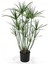 Parlak Yapraklı Japon Şemsiyesi Bitkisi 1 Adet Saksılı 40-60 cm (Cyperus Alternifolius) 1