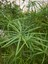 Parlak Yapraklı Japon Şemsiyesi Bitkisi 1 Adet Saksılı 40-60 cm (Cyperus Alternifolius) 2