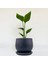 Starliçe - Beyaz Cennet Kuşu Curvy Antrasit Saksılı 30-40 cm (Strelitzia Nicolai) 1
