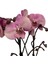 - Phalaenopsis 'Rosa Pastello' (Pembe Orkide) 1