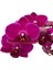 - Phalaenopsis 'Morelia' (Fuşya Orkide) 1