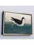 Çerçeveli Robert Havell, John James Audubon Esmer Kuş TABLOSU-7034 3