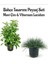 Mavi Çim 1 Adet Saksılı (10-20CM)+KARTOPU VIBURNUM(30-60CM) 1ADET Bahçe Seti 1
