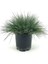 Mavi Çim 1 Adet Saksılı (10-20CM)+KARTOPU VIBURNUM(30-60CM) 1ADET Bahçe Seti 2