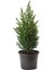 Mavi Çim 1 Adet Saksılı (10-20CM)+LIMON ÇAMI(30-60CM) 1ADET Bahçe Seti 3