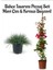 Mavi Çim 1 Adet Saksılı (10-20CM)+KIRMIZI BEGONVIL(40-80CM) Bahçe Seti 1