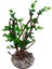 Yapay Bonsai Ağacı 40 cm Boy Japon Ağacı Minyatür Bonzai Ağaç Çiçek 1