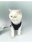 Navy Sports Atlet Kedi Kıyafeti Kedi Elbisesi 4