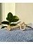 Kairos Jewelry 14 Ayar Altın Ivy Leaf Ring KRS0010-14GRZ 2