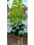 Tüplü Iri Meyveli Papaya Fidanı 4