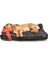 Köpek Yatağı ve Yastık Takımı - Jewel Large 1