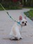 Köpek Gezdirme Tasması Hi Dream Lemon Pie 3