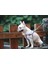 Köpek Göğüs Tasması Hi Dream Alicante 4