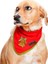 Köpek Bandana Navin 1