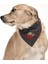 Köpek Bandana Molle 1