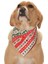 Köpek Bandana Exinue 1