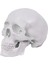 Mini Human Skull Model, 3 Parts Anatomical Skull Model With Removable Skull Cap And Articulated Mandible (Yurt Dışından) 1