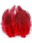 Decor Red Bırd Feather 50 Adet Puantiyeli Kırmızı Siyah Tüy Dekor - 3 Paket 1