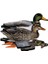 Nra Fud Mallard Ducks Ördek Mühre-(3 Erkek-3 Dişi) 4