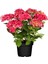 Kırmızı Renk Ortanca Çiçeği 1 Adet Saksılı/tüplü 20-30CM Çiçekli Bitki 3