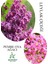 Kokulu Leylak Çiçeği Fidanı 1 Adet Saksılı 30-60CM+PEMBE Oya Fidanı 30-60CM 1
