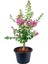 Kokulu Leylak Çiçeği Fidanı 1 Adet Saksılı 30-60CM+PEMBE Oya Fidanı 30-60CM 3