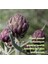 Apigenin 100MG Per Serving 240 Capsules – Raw Plant Extract From Chamomile Flower – Active Bioflavonoids & Antioxidants – Sleep & Relaxation Supplement – Non-Gmo 4