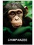 Chimpanzee (2012) Film Posterinin 500 Parça Puzzle Yapbozu 1