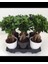 Hediyelik Bonsai Ficus Microcarpa 1