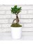 Ginseng Ficus Bonsai 81 Seramik Beyaz Saksılı 1