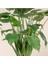 Alocasia Cucullata Fil Kulağı 2