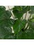 Alocasia Cucullata Fil Kulağı 3