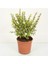 Para Ağacı Bonsai Bitkisi 3