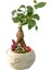 Beton Dünya Saksıda Mini Ficus Ginseng Bonsai 1