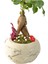 Beton Dünya Saksıda Mini Ficus Ginseng Bonsai 2
