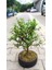 Bonsai Para Ağacı - Para Çiçeği - Bereket Ağacı 1
