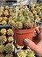 Echinopsis Oxygona Kaktüs (Bol Yavrulu Kaynana Topuzu) - 8,5 cm 1