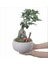 Ficus Ginseng Bonsai & Beyaz Capo Beton Saksıda Hediyelik Canlı Çiçek 1