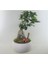 Ficus Ginseng Bonsai & Beyaz Capo Beton Saksıda Hediyelik Canlı Çiçek 2
