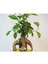 Ficus Ginseng Bonsai & Gri Dünyam Beton Saksıda Hediyelik Canlı Çiçek 3